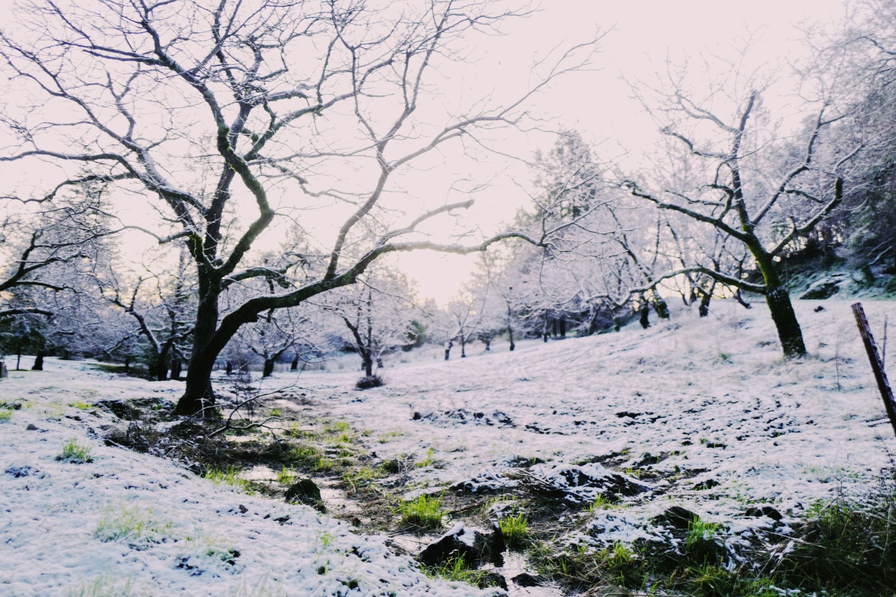 Snow Mount Veeder trees